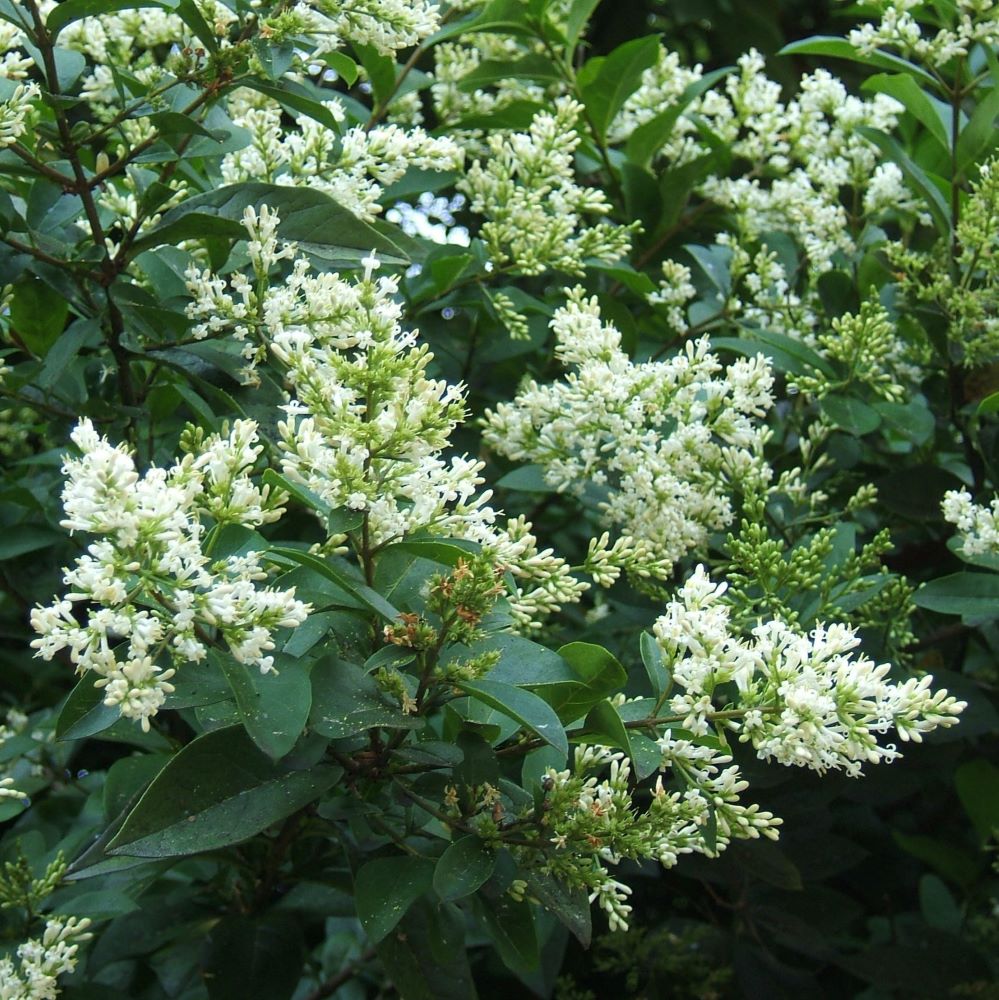 Télizöld fagyal (Ligustrum ovalifolium)