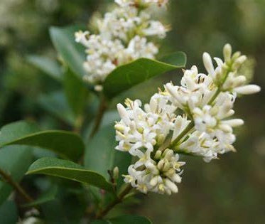 Télizöld fagyal (Ligustrum ovalifolium)