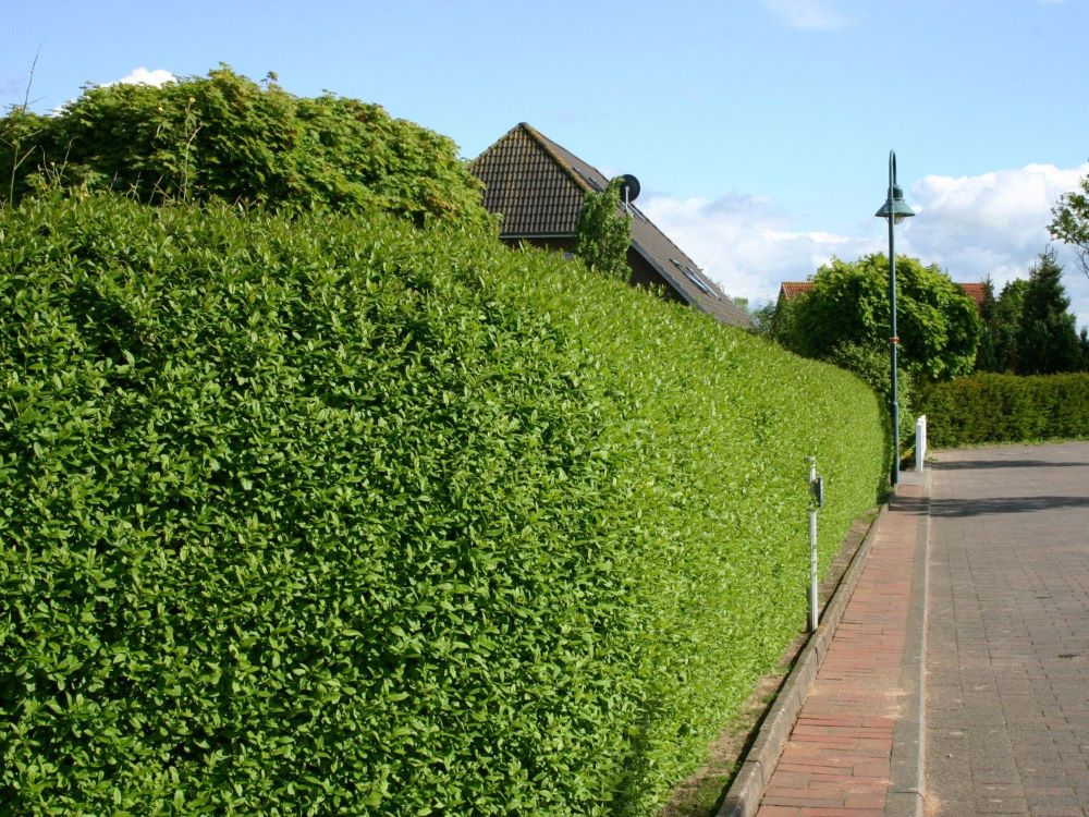 Télizöld fagyal (Ligustrum ovalifolium)