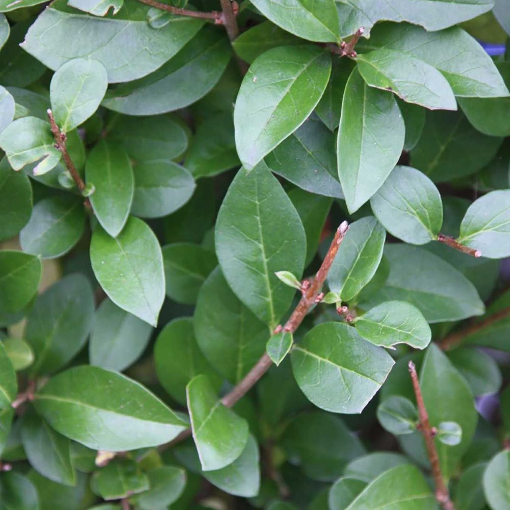 Télizöld fagyal (Ligustrum ovalifolium)