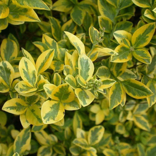 Télizöld fagyal (Ligustrum ovalifolium 'Aureum')