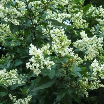 Fagyal (Ligustrum ovalifolium 'Nünü')