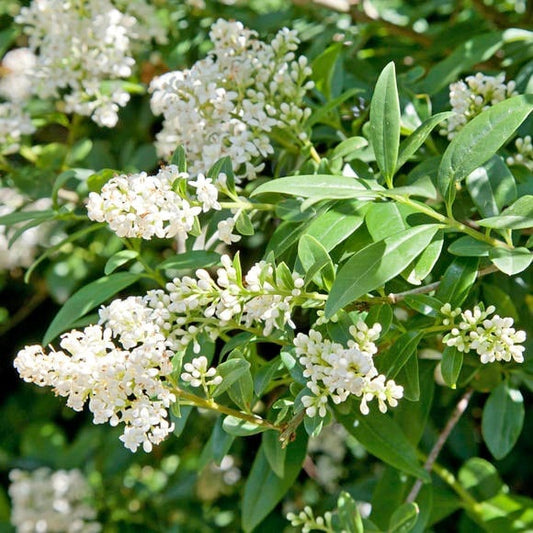 Fagyal (Ligustrum vulgare 'Atrovirens')