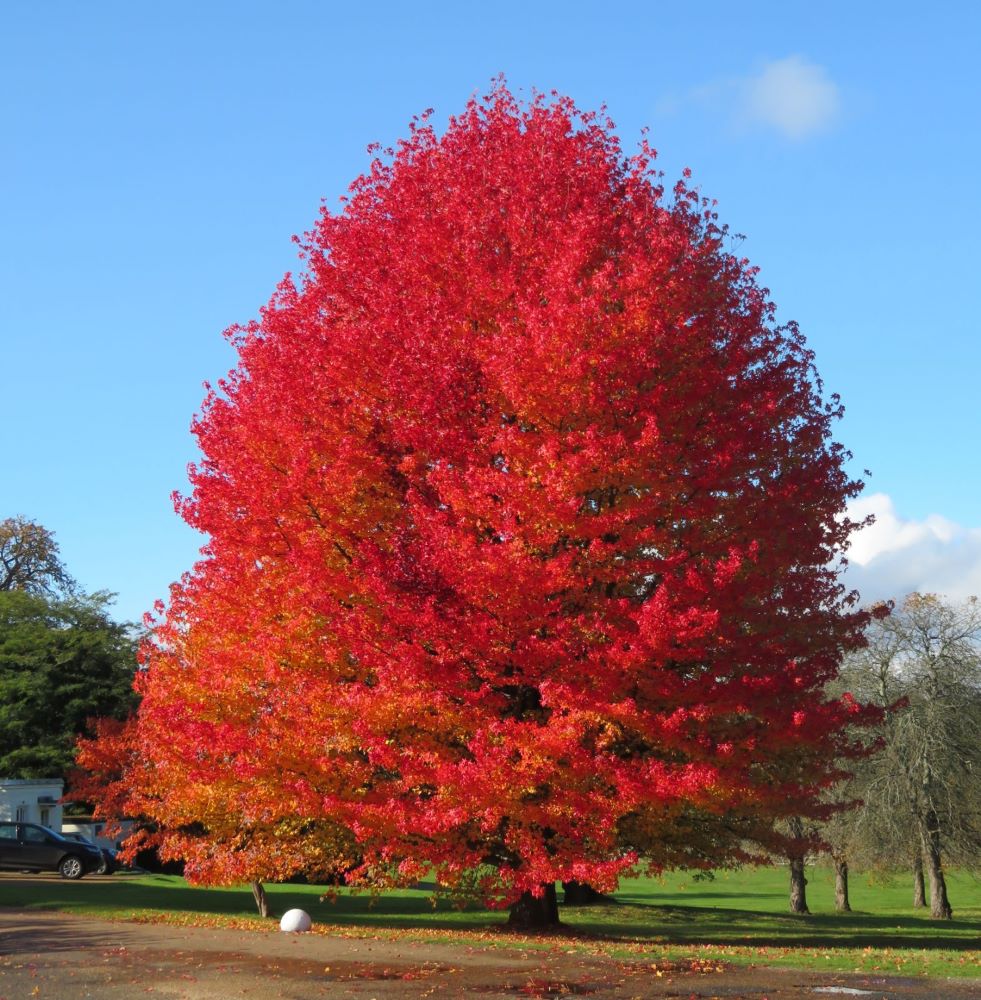Amerikai ámbrafa (Liquidambar styraciflua)
