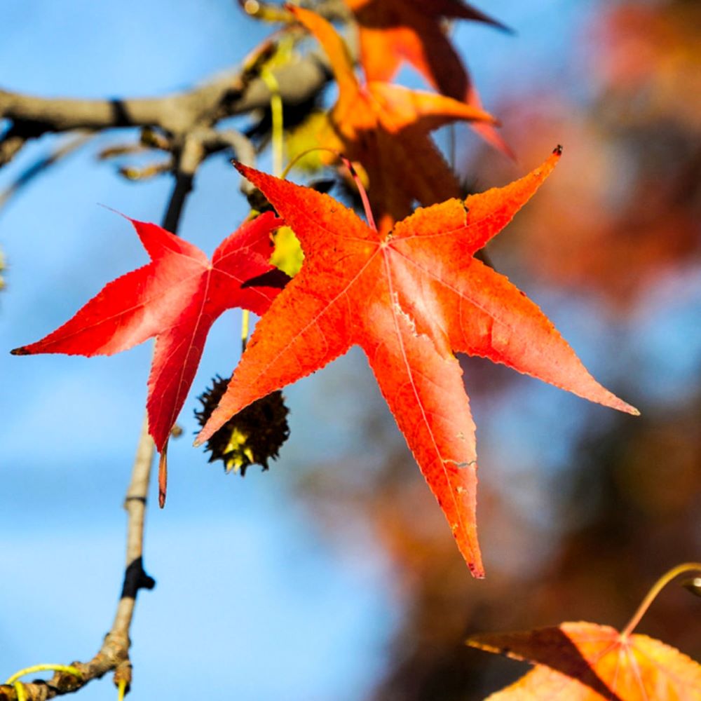 Amerikai ámbrafa (Liquidambar styraciflua)