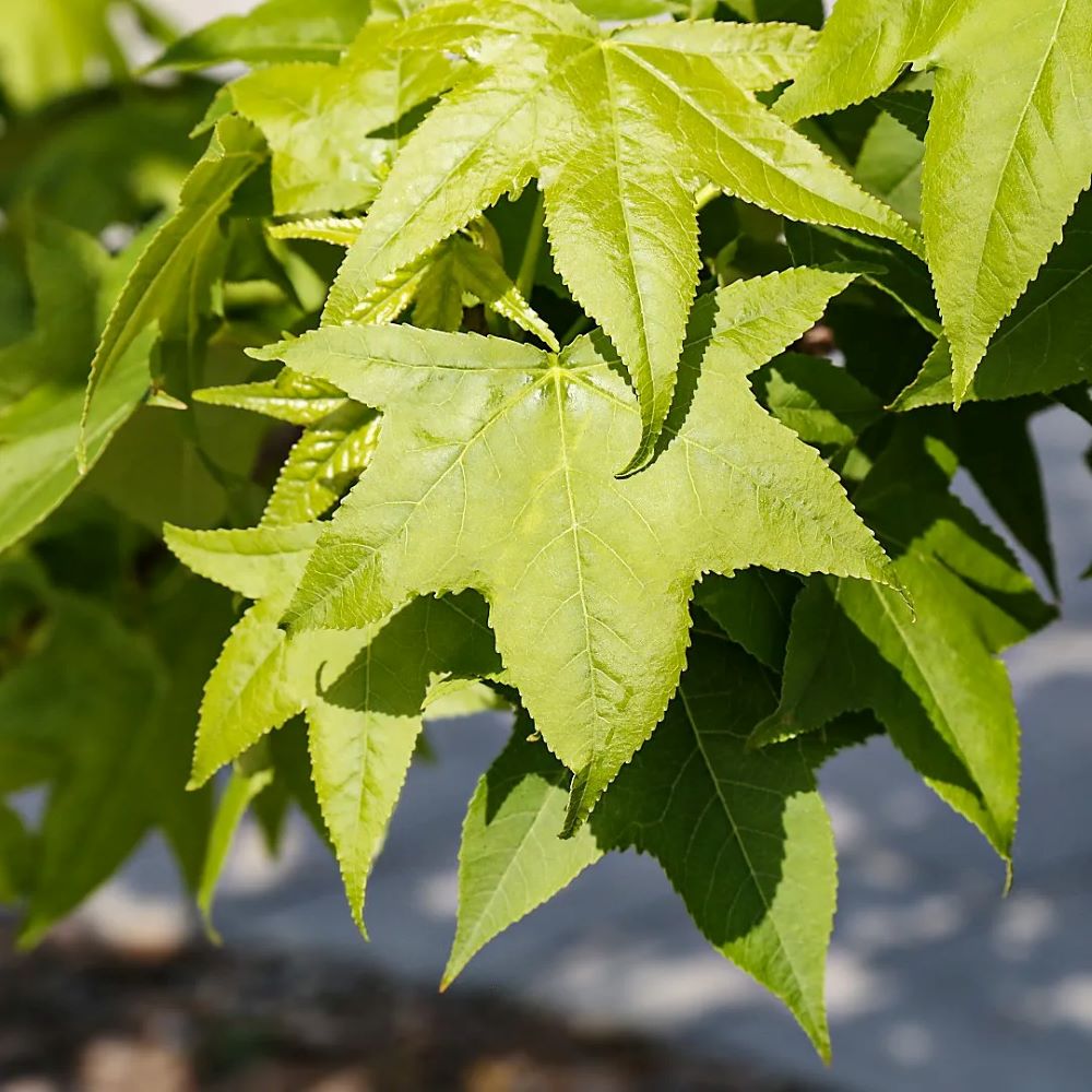 Amerikai ámbrafa (Liquidambar styraciflua)
