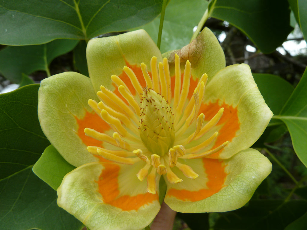 Liriodendron tulipifera