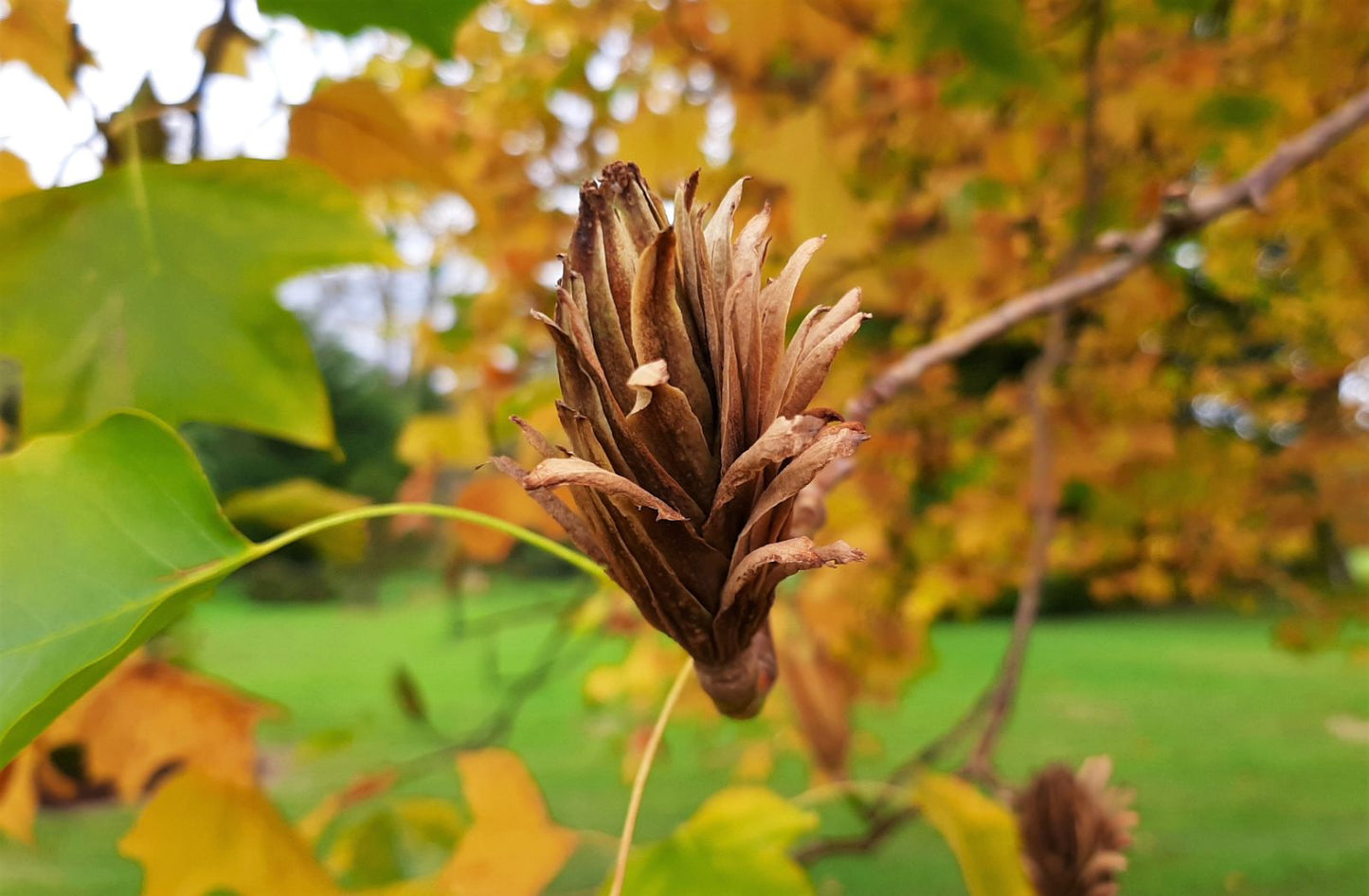 Liriodendron tulipifera