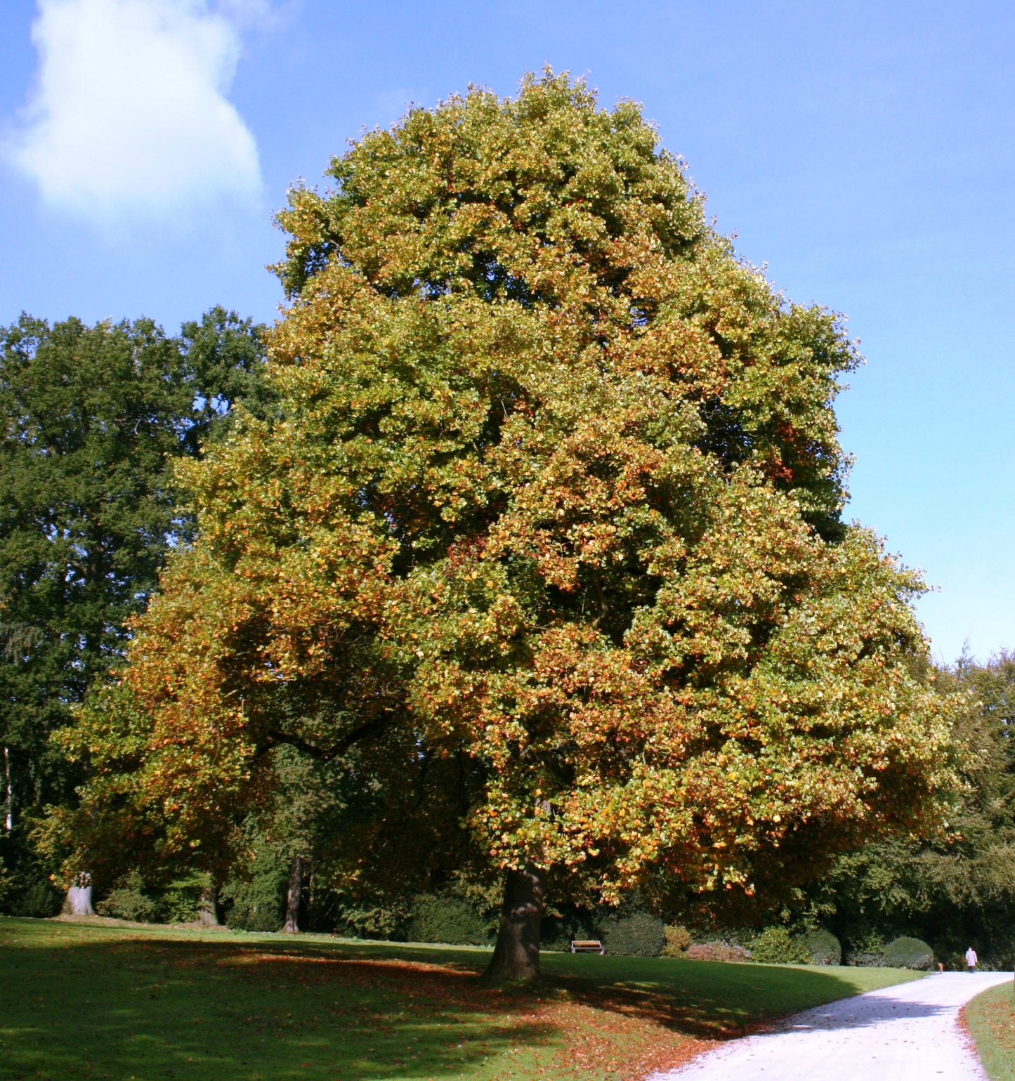 Liriodendron tulipifera