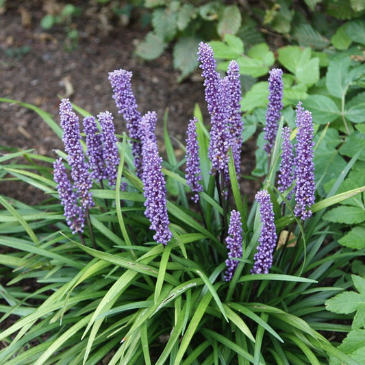 Gyöngyikés gyepliliom (Liriope muscari 'Big Blue')