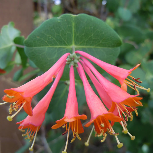 Skarlát trombitalonc (Lonicera x brownii 'Dropmore Scarlet')