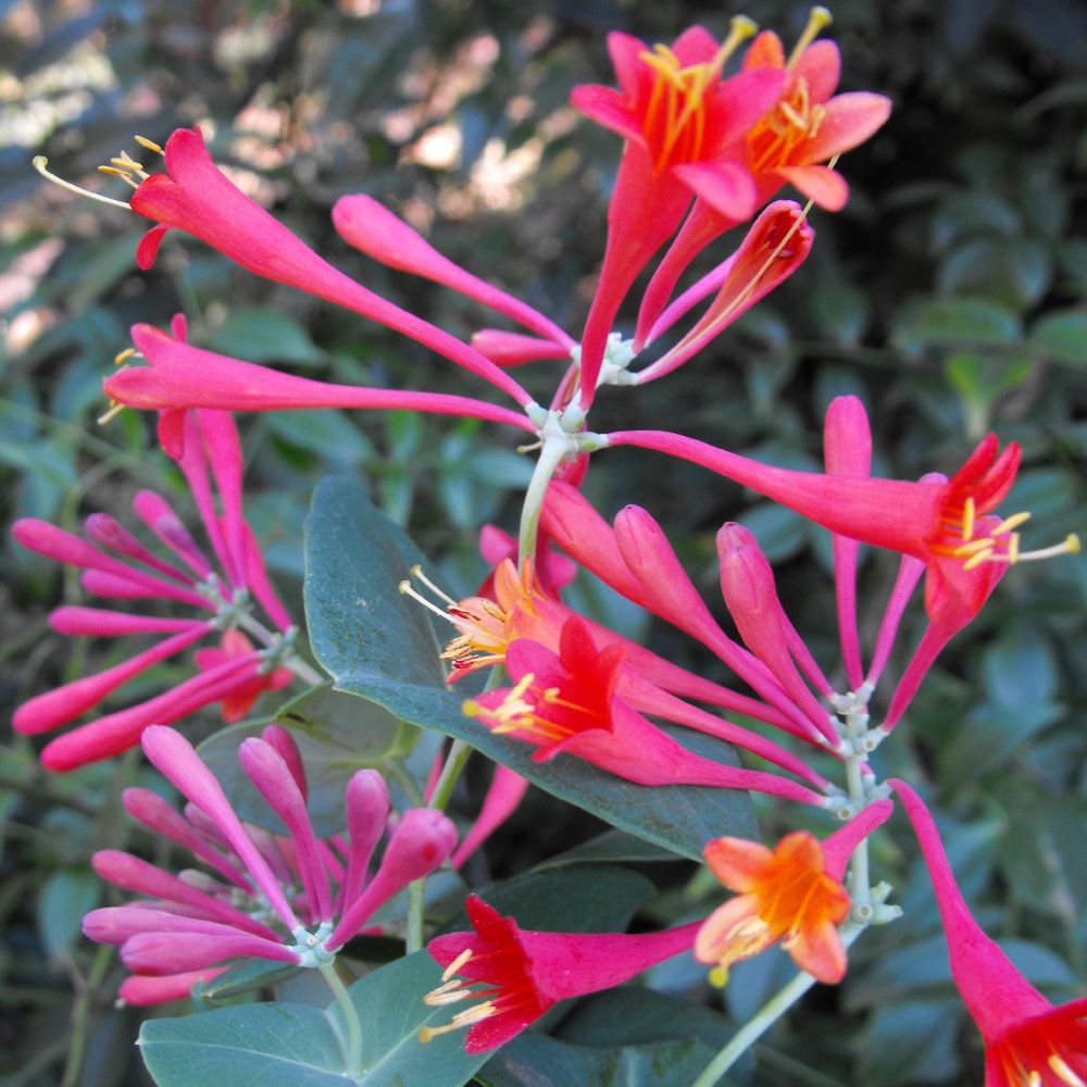 Skarlát trombitalonc (Lonicera x brownii 'Dropmore Scarlet')