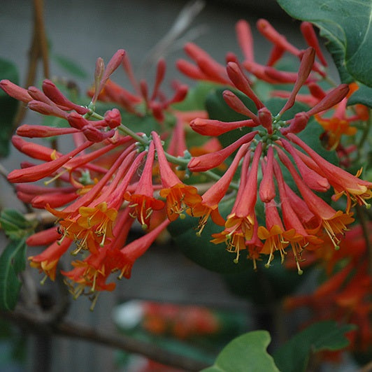 Skarlát trombitalonc (Lonicera x brownii 'Dropmore Scarlet')