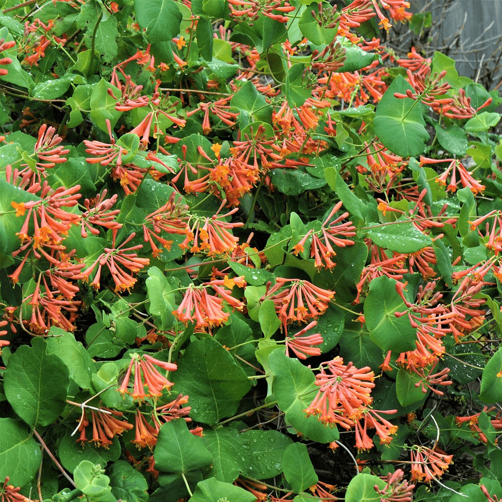 Skarlát trombitalonc (Lonicera x brownii 'Dropmore Scarlet')