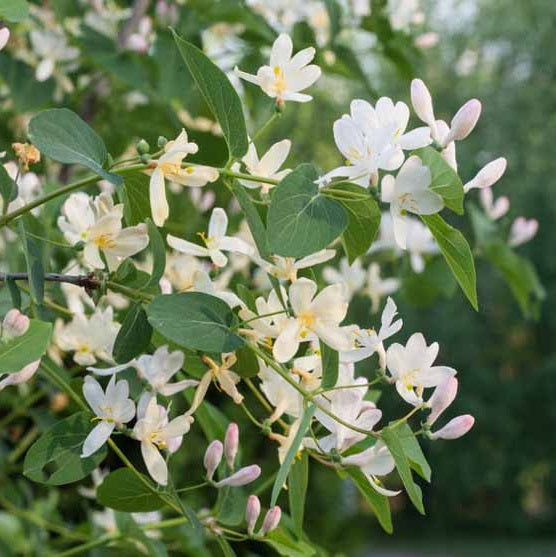 Illatos lonc (Lonicera fragrantissima)