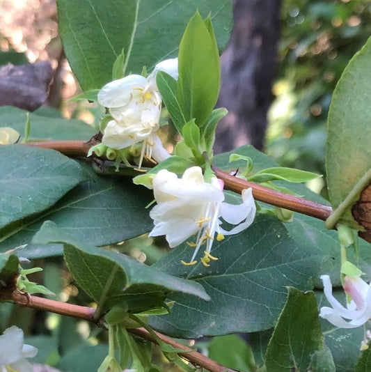 Illatos lonc (Lonicera fragrantissima)