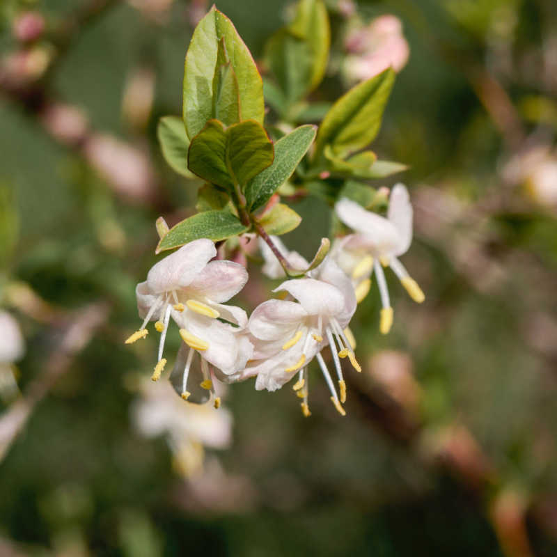 Illatos lonc (Lonicera fragrantissima)