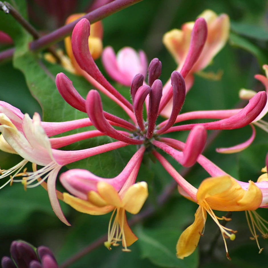 Kúszólonc (Lonicera x heckrotti 'Goldflame')