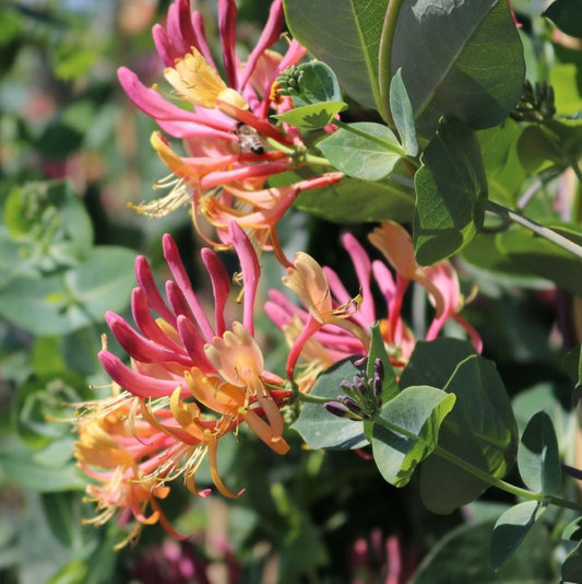 Kúszólonc (Lonicera x heckrotti 'Goldflame')