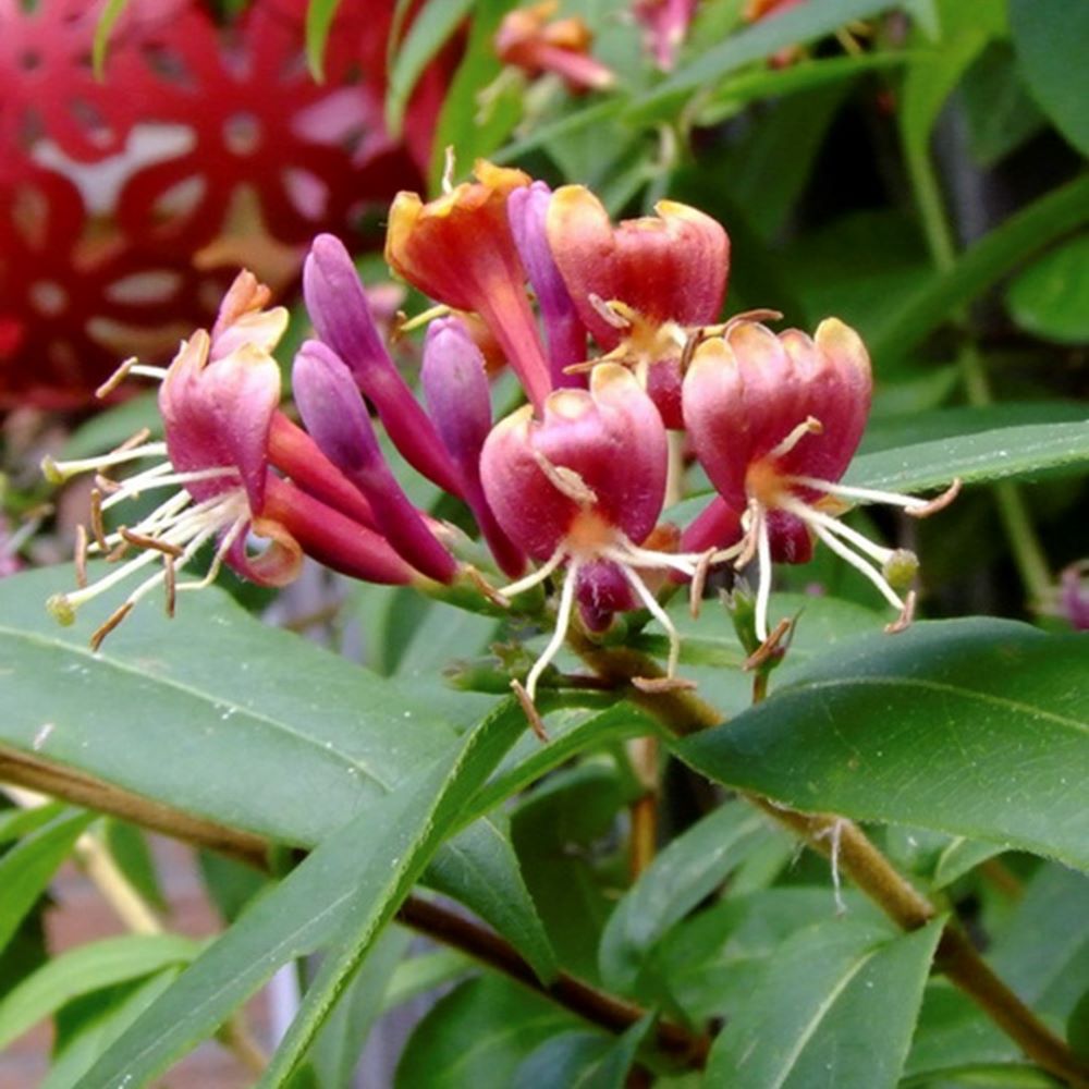 Örökzöld futólonc (Lonicera henryi)