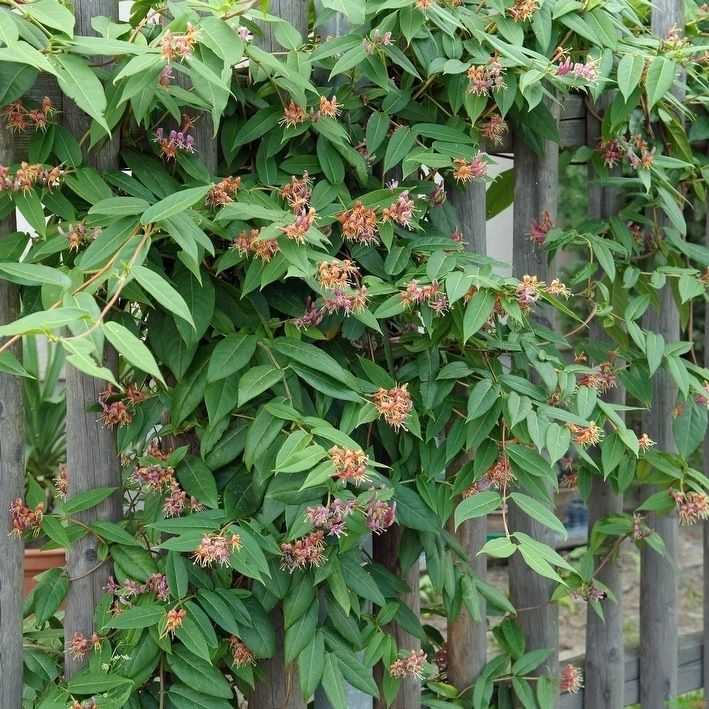 Örökzöld futólonc (Lonicera henryi)