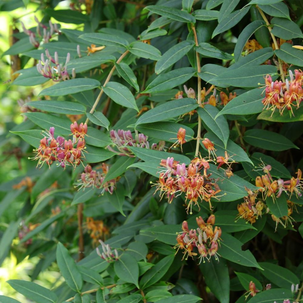 Örökzöld futólonc (Lonicera henryi)