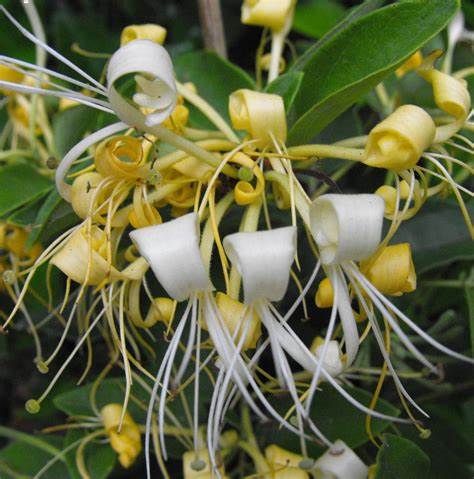 Japán futólonc (Lonicera japonica 'Halliana')