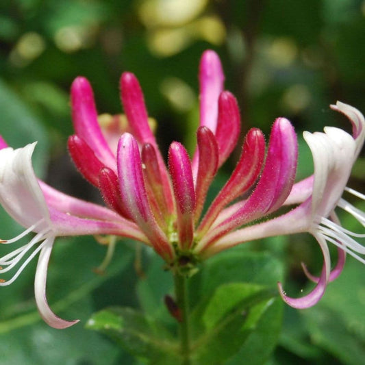 Japán futólonc (Lonicera japonica 'Red World')