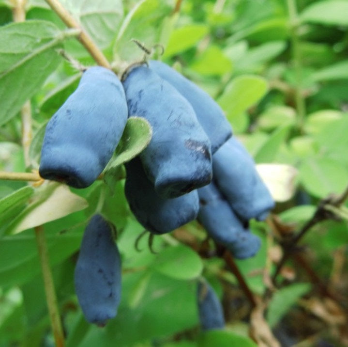 Kamcsatkai mézbogyó (Lonicera kamtschatica 'Blue Velvet')