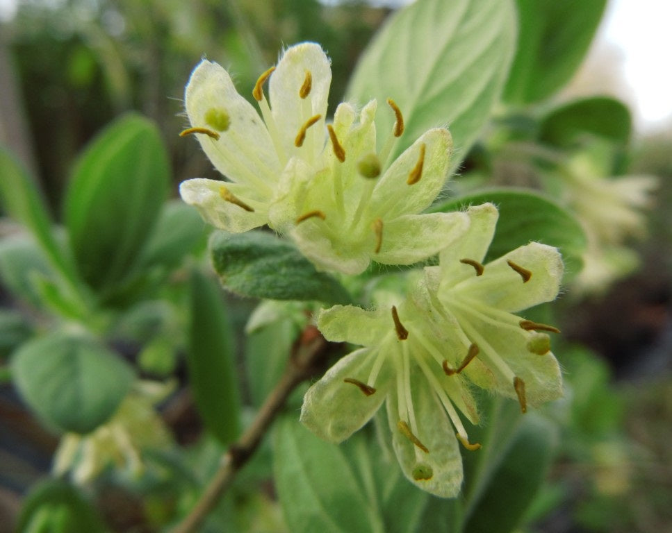 Kamcsatkai mézbogyó (Lonicera kamtschatica 'Blue Velvet')