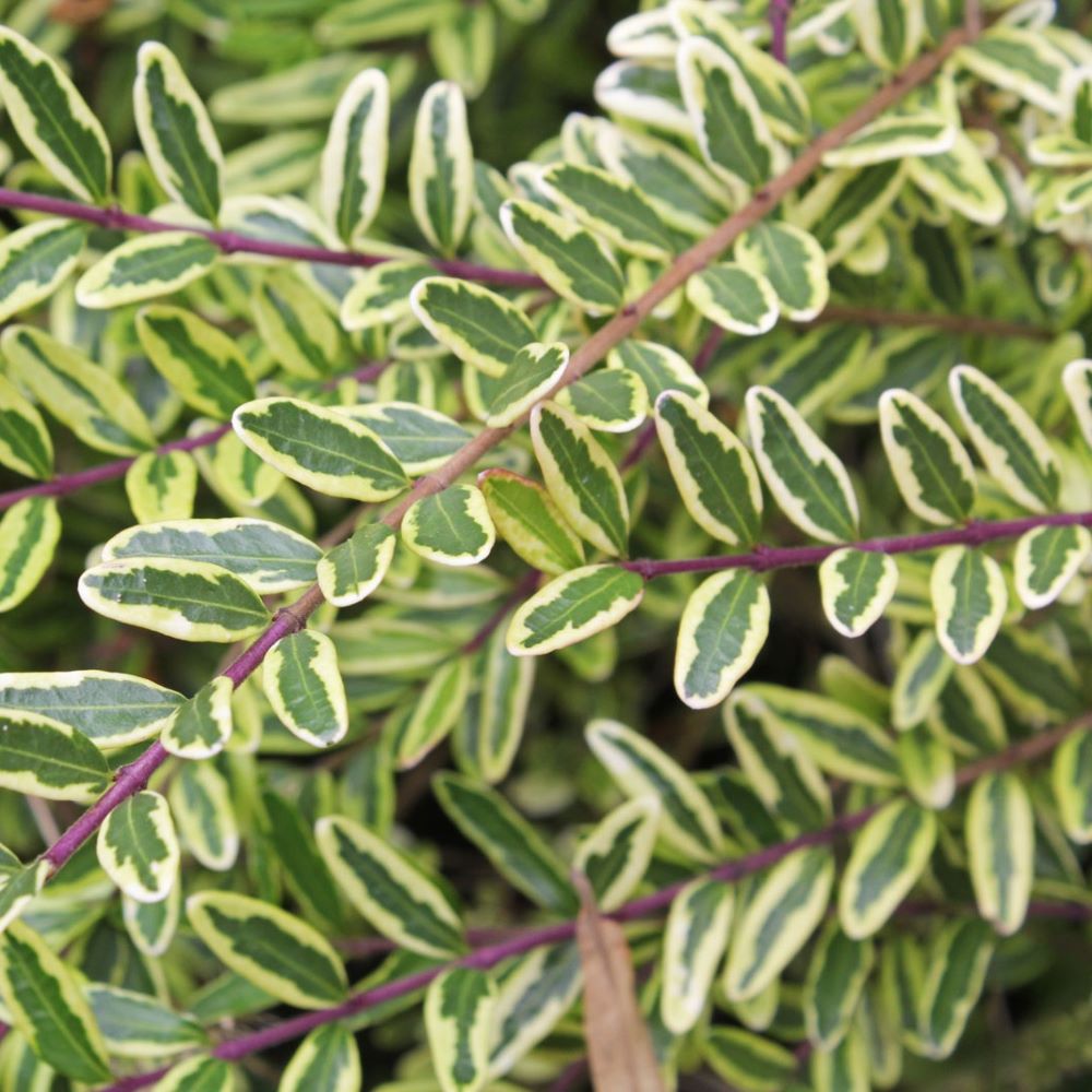 Terülő mirtuszlonc (Lonicera nitida 'Lemon Beauty')