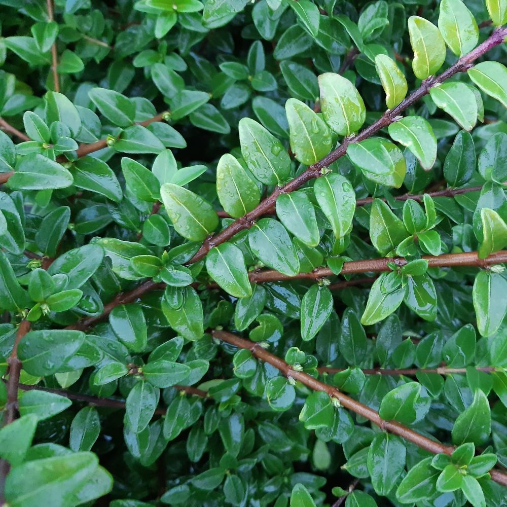 Örökzöld mirtuszlonc (Lonicera nitida 'Maigrün')