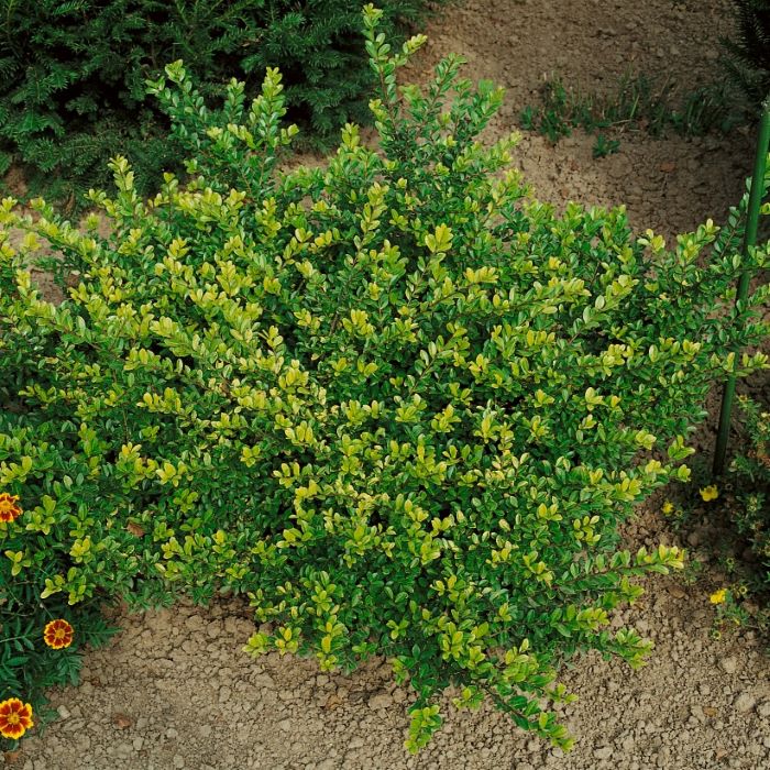 Örökzöld mirtuszlonc (Lonicera nitida 'Maigrün')