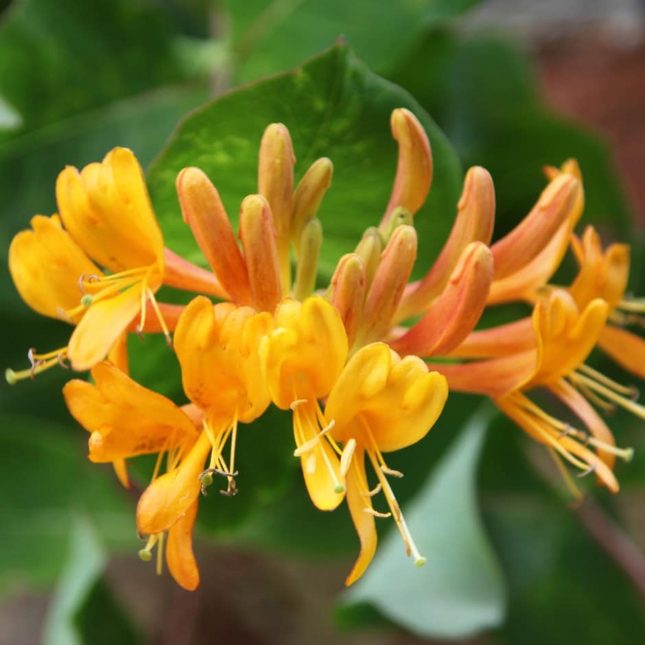 Magyar lonc (Lonicera x tellmanniana)