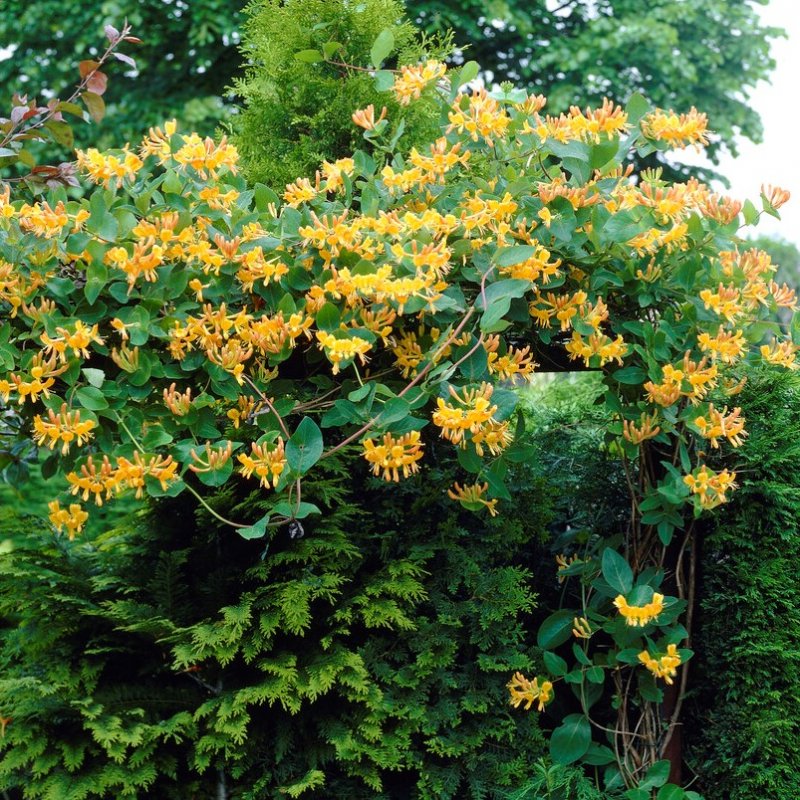 Magyar lonc (Lonicera x tellmanniana)