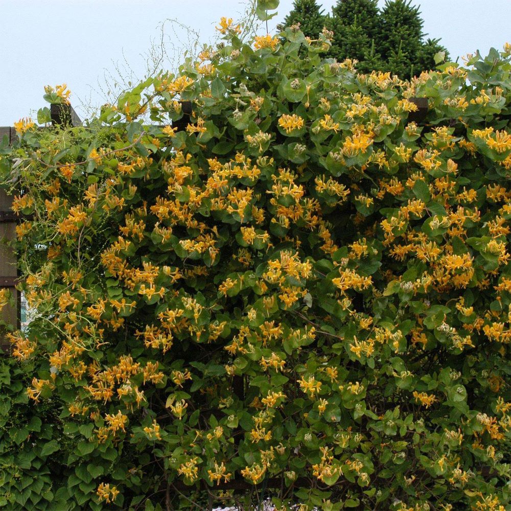 Magyar lonc (Lonicera x tellmanniana)