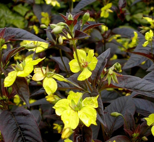 Lizinka (Lysimachia ciliata 'Firecracker')