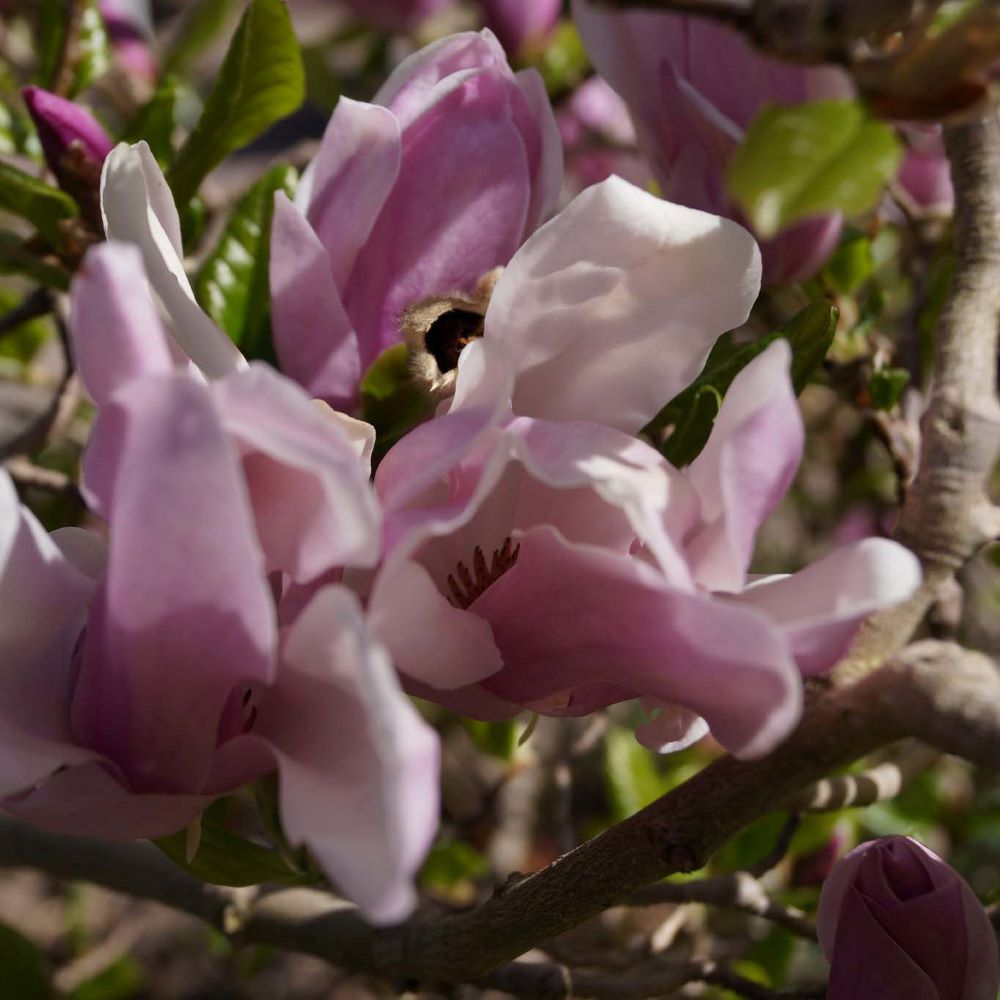 Liliomfa (Magnolia 'George Henry Kern')