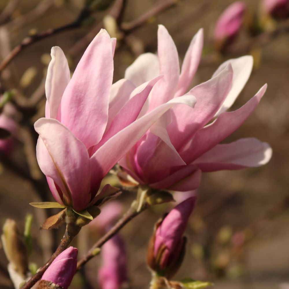 Liliomfa (Magnolia 'George Henry Kern')