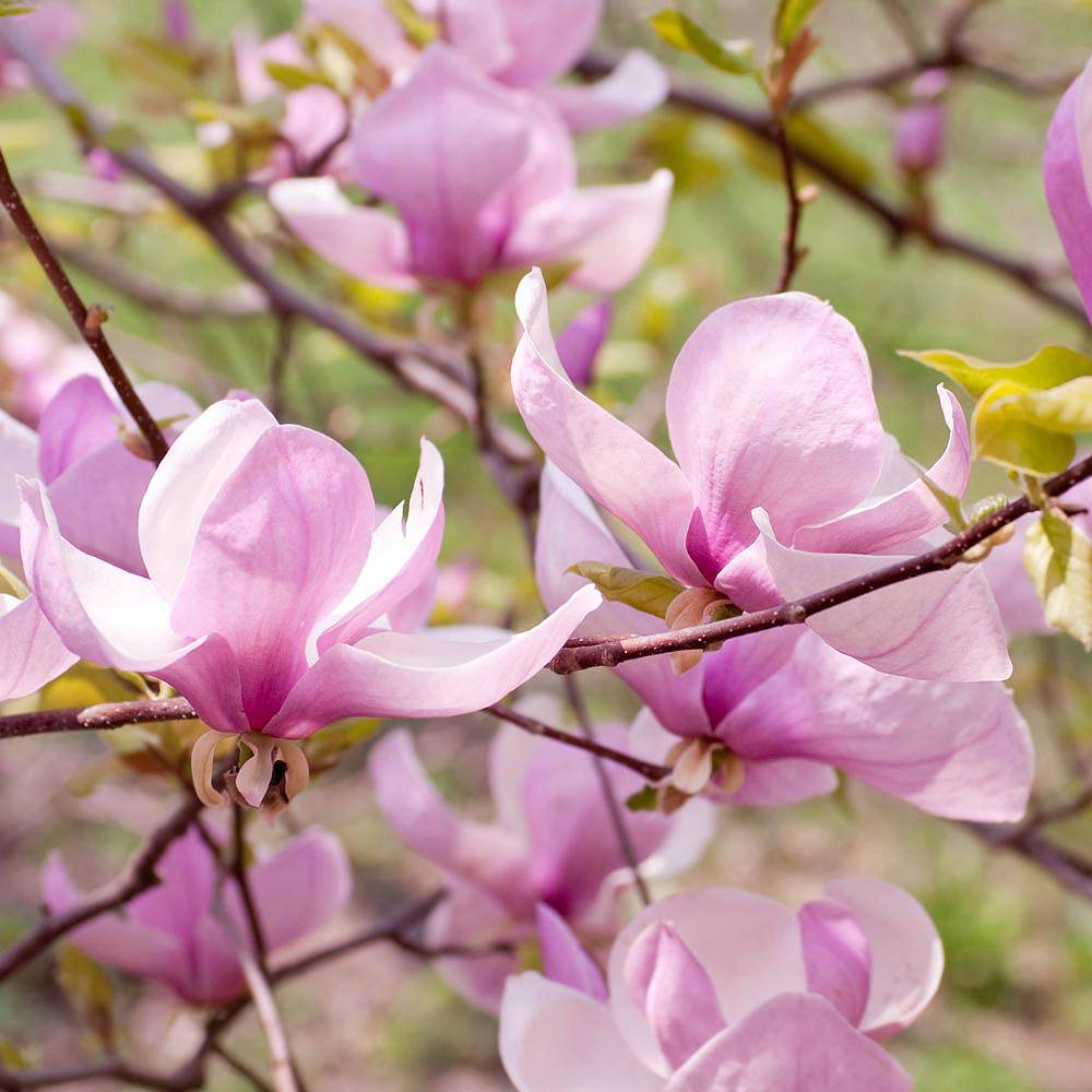 Liliomfa (Magnolia 'George Henry Kern')