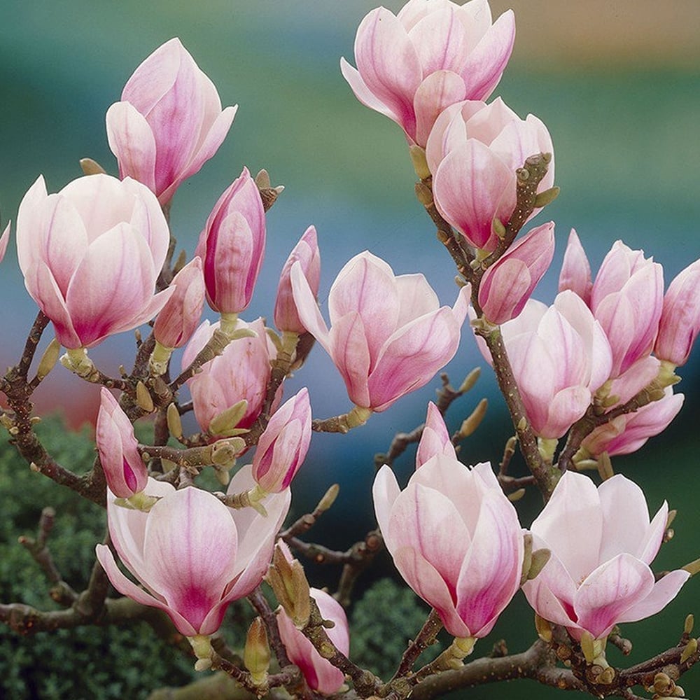 Liliomfa (Magnolia soulangeana)