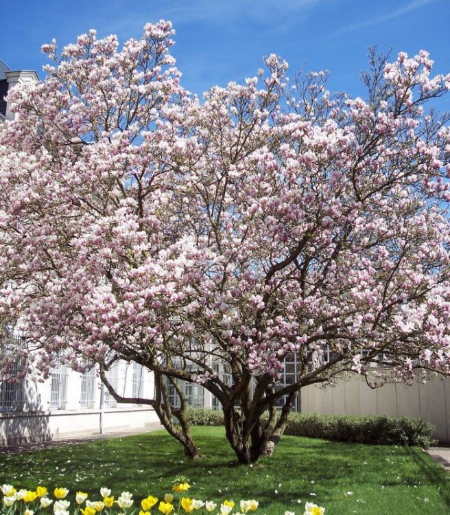 Liliomfa (Magnolia soulangeana)