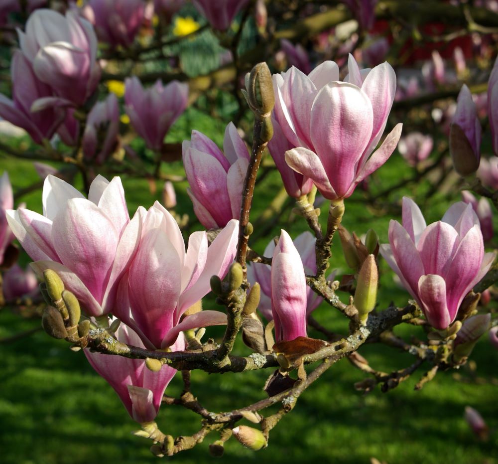 Liliomfa (Magnolia soulangeana)