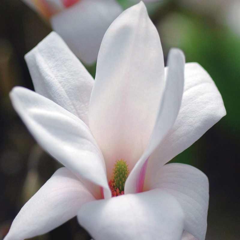 Liliomfa (Magnolia x soulangeana 'Alba Superba')