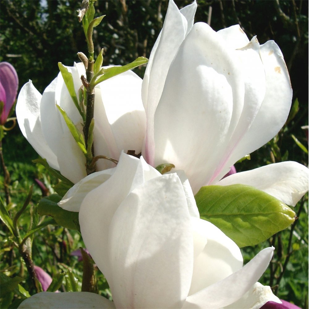 Liliomfa (Magnolia x soulangeana 'Alba Superba')