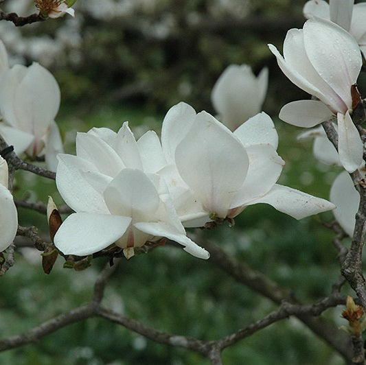 Liliomfa (Magnolia x soulangeana 'Alba Superba')