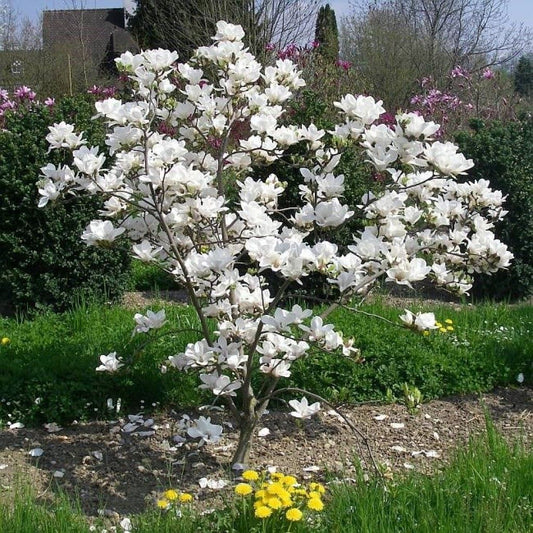 Liliomfa (Magnolia x soulangeana 'Alba Superba')