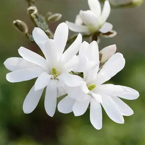Csillagvirágú liliomfa (Magnolia stellata)