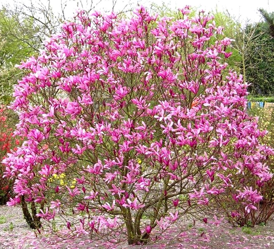 Liliomfa (Magnolia 'Susan')