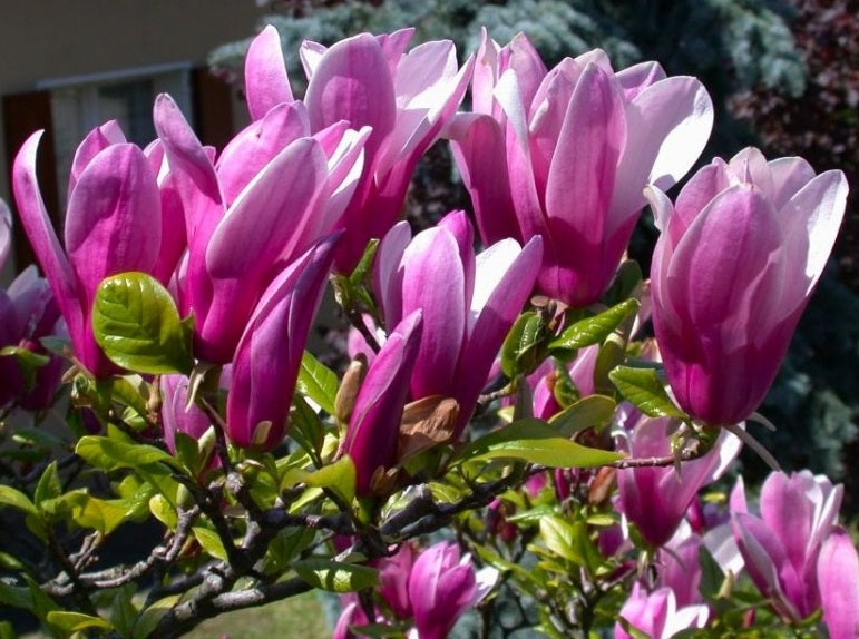 Liliomfa (Magnolia 'Susan')